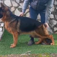 Cuccioli e cuccioloni di pastore tedesco