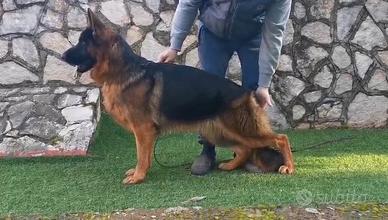 Cuccioli e cuccioloni di pastore tedesco