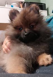 Maschietto Spitz di Pomerania