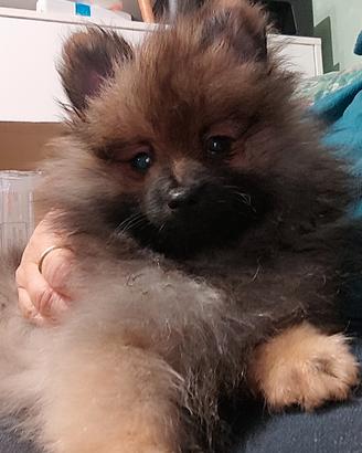 Maschietto Spitz di Pomerania