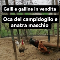 Gallo e galline