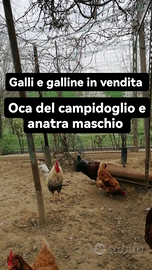 Gallo e galline