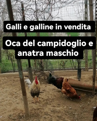 Gallo e galline