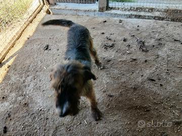 Cani da cinghiale