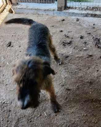 Cani da cinghiale