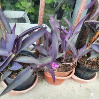 tradescantia (miseria)