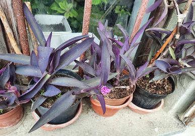 tradescantia (miseria)