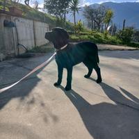 Labrador retriever
