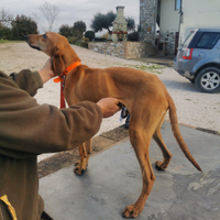 Segugio