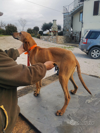 Segugio