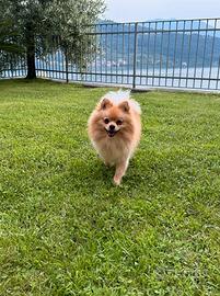 Volpino di Pomerania Spitz nano maschio 4 anni