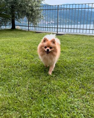 Volpino di Pomerania Spitz nano maschio 4 anni