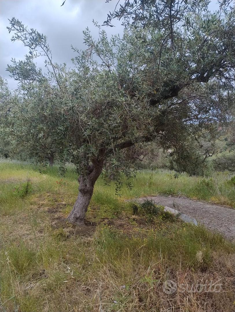 Terreno agricolo - Vista 3