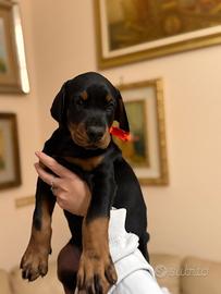 Cuccioli Dobermann