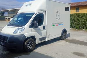 Trasporto cavalli fiat Ducato 250000 km
