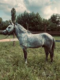 Pony welsh