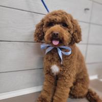 Barboncino nano pedigree per monta