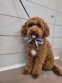 Barboncino nano pedigree per monta