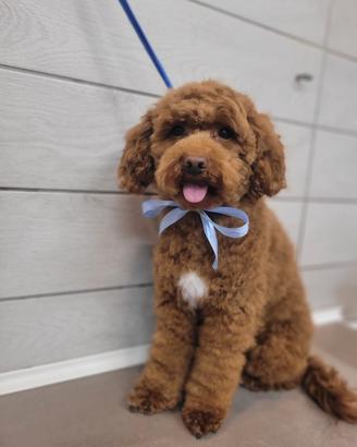 Barboncino nano pedigree per monta