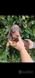 Cuccioli di bassotto con pedigree