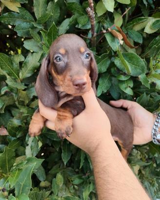 Cuccioli di bassotto con pedigree