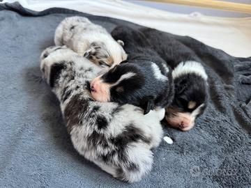 Cucciolata pastore australiano