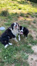Cucciola border collie pedigree Black and White