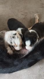 cuccioli pastore australiano 