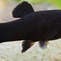 Black molly