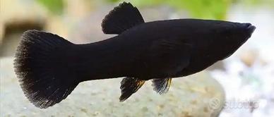 Black molly