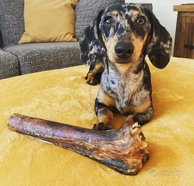 Bassotti marmorizzati