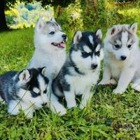 Cuccioli siberian husky