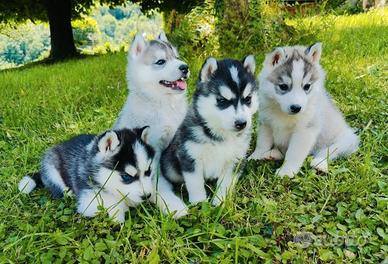 Cuccioli siberian husky