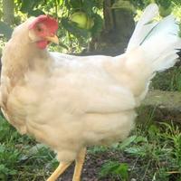 Galline livornesi di 1 anno