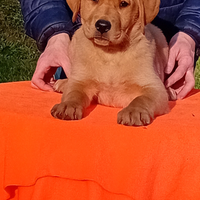 Cuccioli di labrador