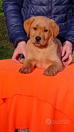 Cuccioli di labrador