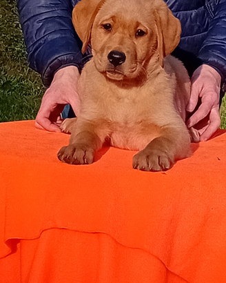 Cuccioli di labrador