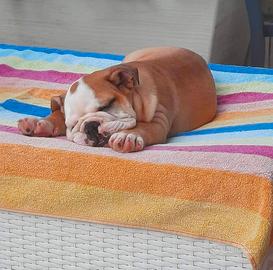 Cuccioli Bulldog inglese
