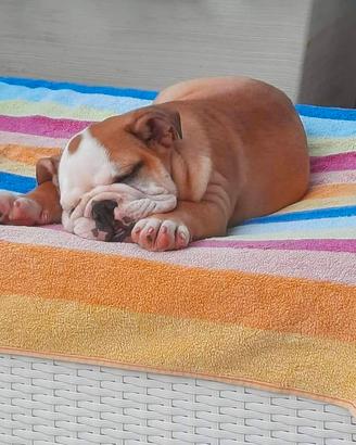 Cuccioli Bulldog inglese
