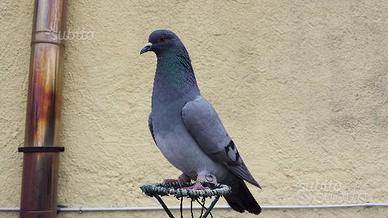 Piccioni x la caccia al colombaccio