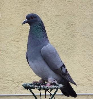 Piccioni x la caccia al colombaccio