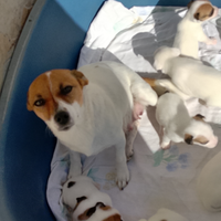 Jack russel