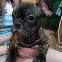 Bulldog francese esotico