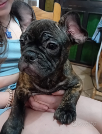 Bulldog francese esotico