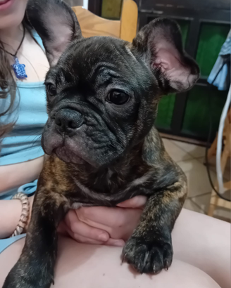 Bulldog francese esotico