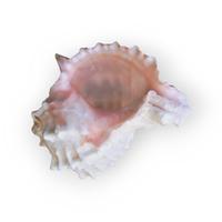 Murice Bocca Rosa Vera 10cm Arredo Design