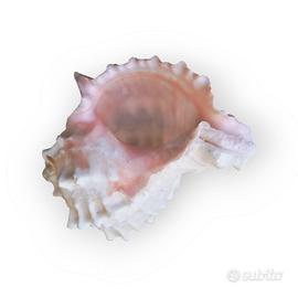 Murice Bocca Rosa Vera 10cm Arredo Design