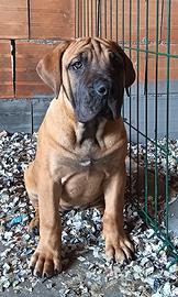Cucciola Boerboel