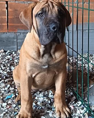 Cucciola Boerboel