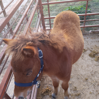 Disponibile pony femmina di 7mesi